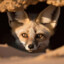 Hirschy#desertfox