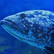 bigrouper