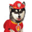 Firefighter Dog