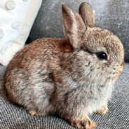 [SiN]Rabbit