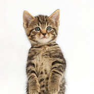 onlinecatfriend's avatar