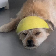 丁真重生之美少女蟑螂