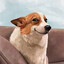 Steam avatar