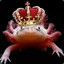 King Spe3Lurch #axolotl