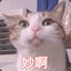繁花凉梓