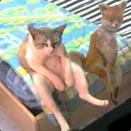 пиво_рыба_РАКИ