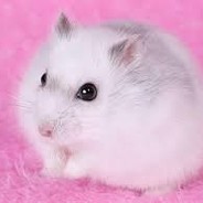 Pinkyhamster23