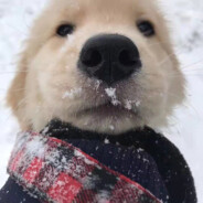 你就是头大肥猪