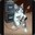 FelineBand
