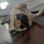 Pug Lord