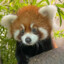 RedPandaʕ•ᴥ•ʔ