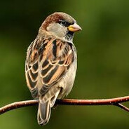 SparroW