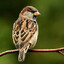 SparroW