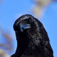 crow