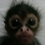 monky