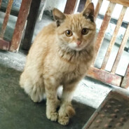 人在做猫在看喵