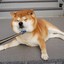 Shiba inu