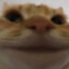 Котэ