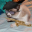 jazz cat