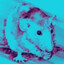 Rat