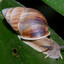 ślimak
