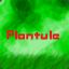 Plantule