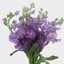 Lavander