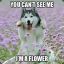 I&#039;m a flower