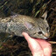 catfish