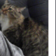 Bumble Bee's stunt double