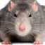 splinter111