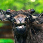 Morten The Mighty Moose