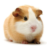 zдраvстvуйте