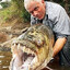 Goliath Tigerfish
