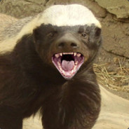 HONEY BADGER