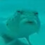 sigma fish