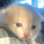 Sharkitten
