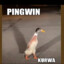 Pingwin