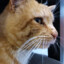 MrKitty6573
