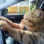 Mr.kotka