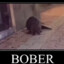 bober