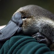 Perry the Platypus