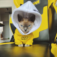 成都跑野猪儿的