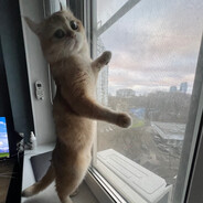 ПАУНС В ОКНО