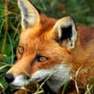 =(eGO)=™ Foxhound ss