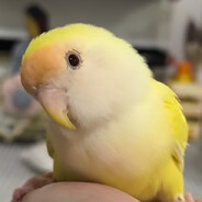 柚子是只走地鸡