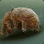 Tardigrata