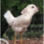 MyPetChickenDog