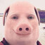 jorkporkin