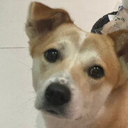 没有西班牙拿铁